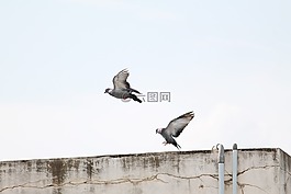 鳥,鴿子,飛翔的鴿子