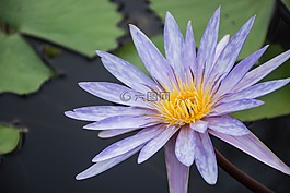 花朵,莲花,紫色的莲花。