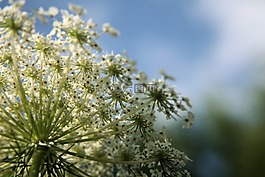 花,白,野花