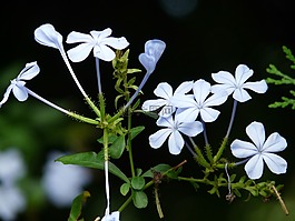 開花,花,淺藍色