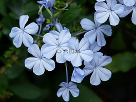 鮮花,花,淺藍色