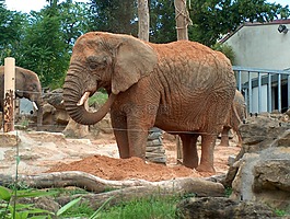 大象,動(dòng)物,動(dòng)物園