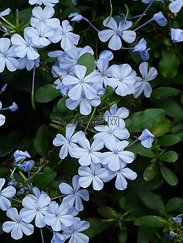 木瓜榕,鮮花,花