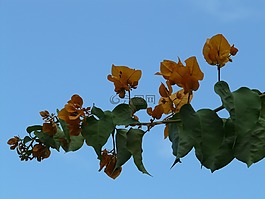 葉子花,黃色,橙