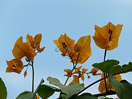 葉子花,花序,黃色