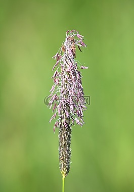草,開花,性質