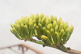 植物區(qū)系,植物,鐵