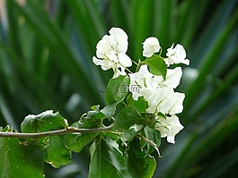 葉子花,白,花