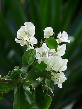 葉子花,白,花
