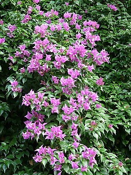 葉子花,粉紅色,花