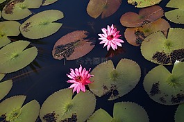 水,水百合,自然