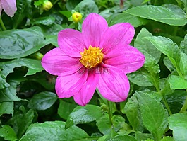 花卉,花園,粉紅色的花