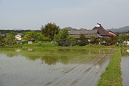 早夏季風(fēng)景,鄉(xiāng)村,稻田