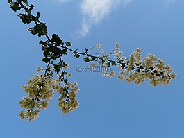 葉子花,白,天空