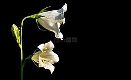 鮮花,鐘聲,白