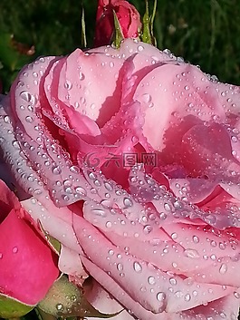 morgentau,玫瑰,芽