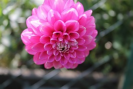 嬌琴紗,花,粉紅色