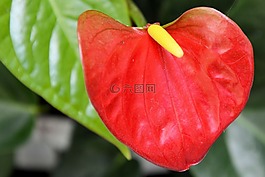 红掌,弗拉明戈花,红色