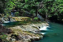 瀑布,性質(zhì),樹