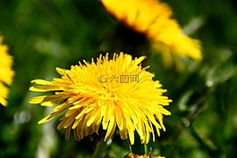 蒲公英,野草,指出花
