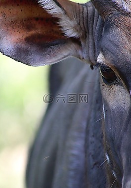 自然,動(dòng)物,肖像
