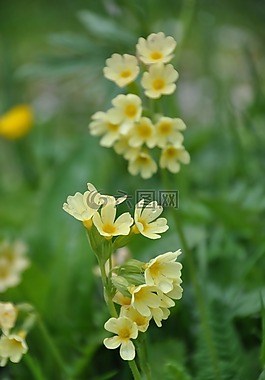 黃花九輪草,鮮花,黃色