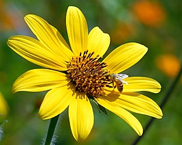 花,蜜蜂,野生