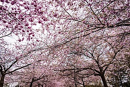 櫻花,天空,樹