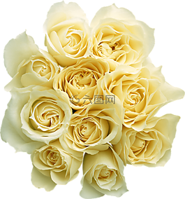 花,白,花束
