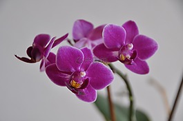 蘭花,花,粉紅色