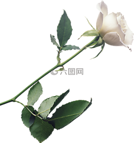 花,玫瑰,白