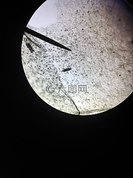 顯微鏡,觀察,顯微鏡觀察