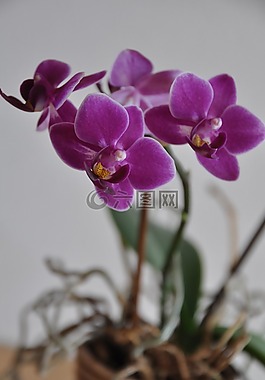 蘭花,花,粉紅色