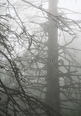 霧,樹,山