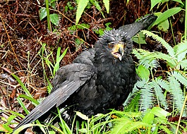 鳥,黑鳥,可怕