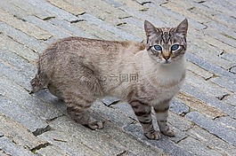 動物界,哺乳動物,貓咪
