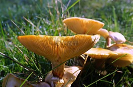 真菌,蘑菇,牛肝菌