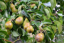 梨子,梨,科