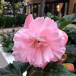 天竺葵,花,自然