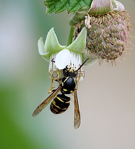 蜜蜂,熊蜂,黃蜂