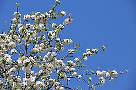 蘋果花,春天,蘋果樹