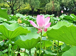 植物,葉子,大自然