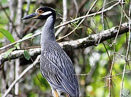 洪都拉斯,叢林,鳥