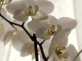 蘭花,關(guān)閉,白