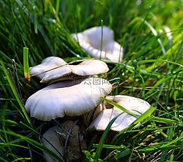 真菌,蘑菇,牛肝菌