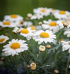 雛菊,過濾,花