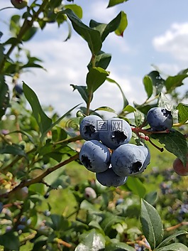 藍(lán)莓,bickbeeren,漿果