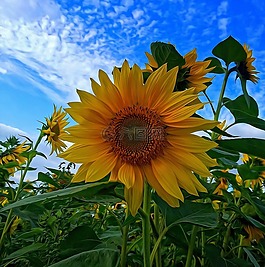 花,太陽花,性質
