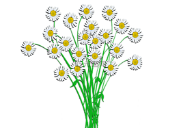 花束,margaritte,開(kāi)花