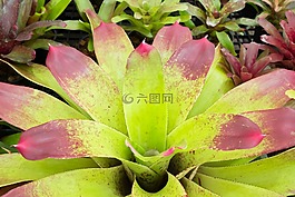 菠蘿色,花,花葉